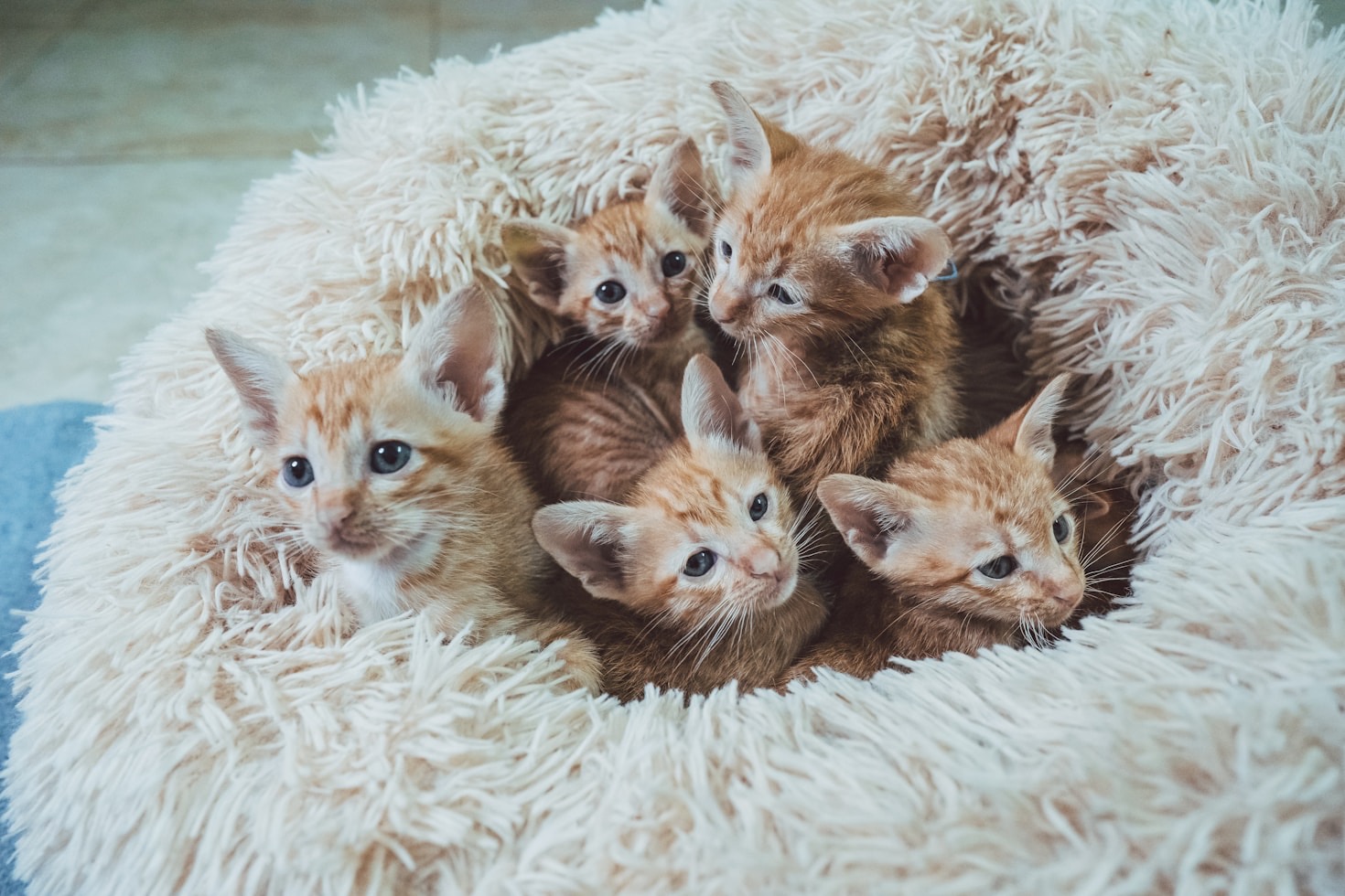 How the Velvet Paw Sanctuary Transforms Cats’ Lives