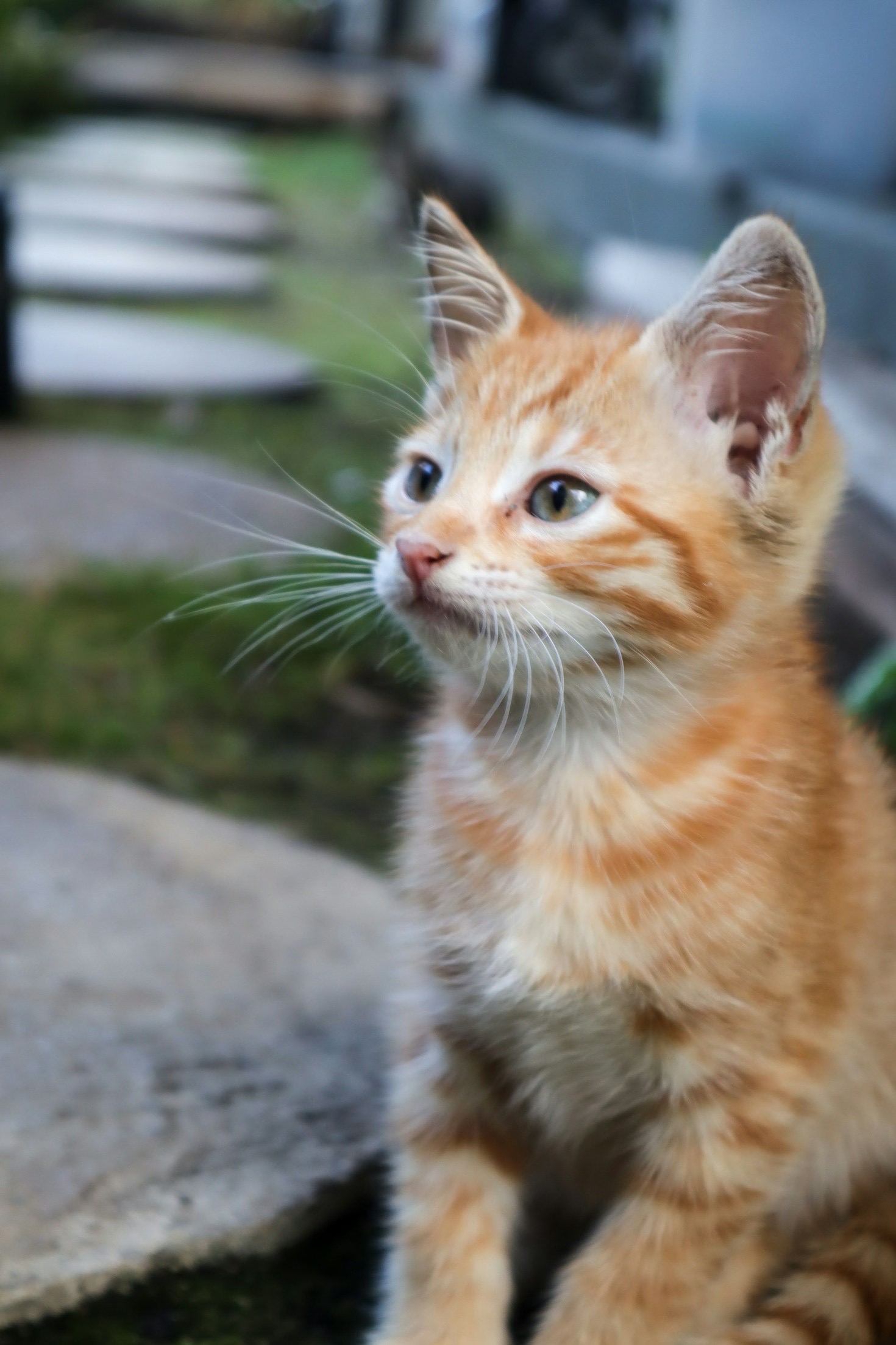 The Importance of Offering Refuge to Forgotten Cats