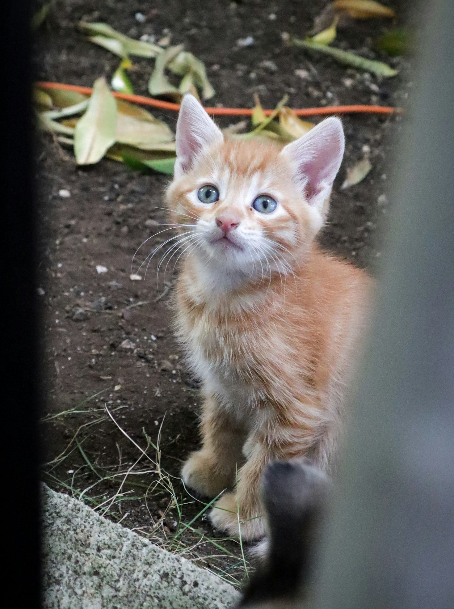 Healing Connections: Humans and Cats at the Sanctuary