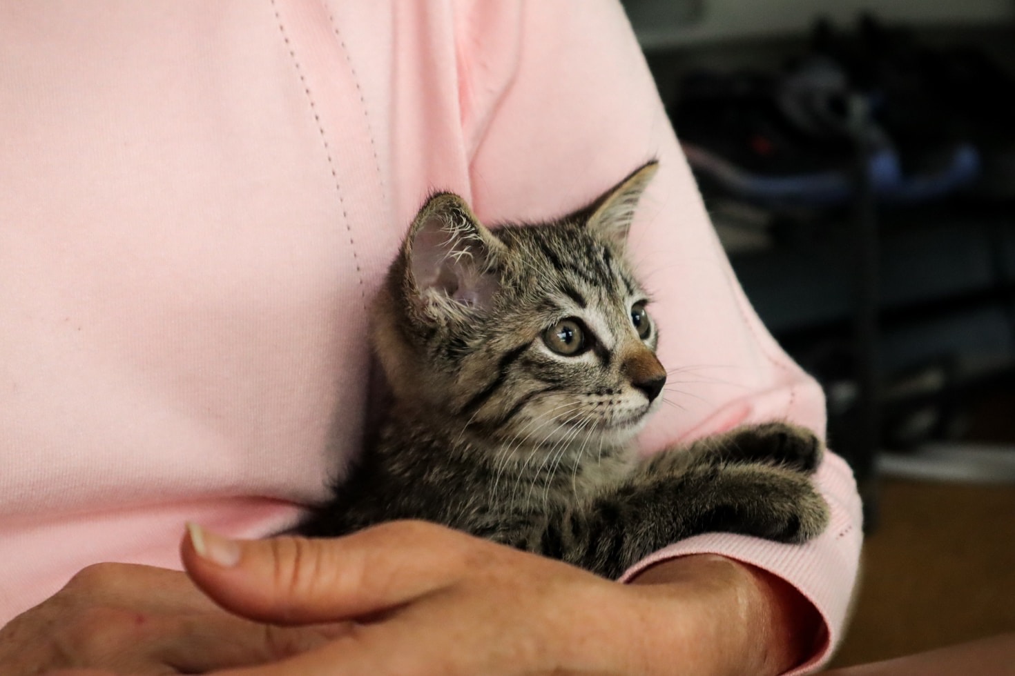 Caring for Elderly Cats: A Sacred Mission