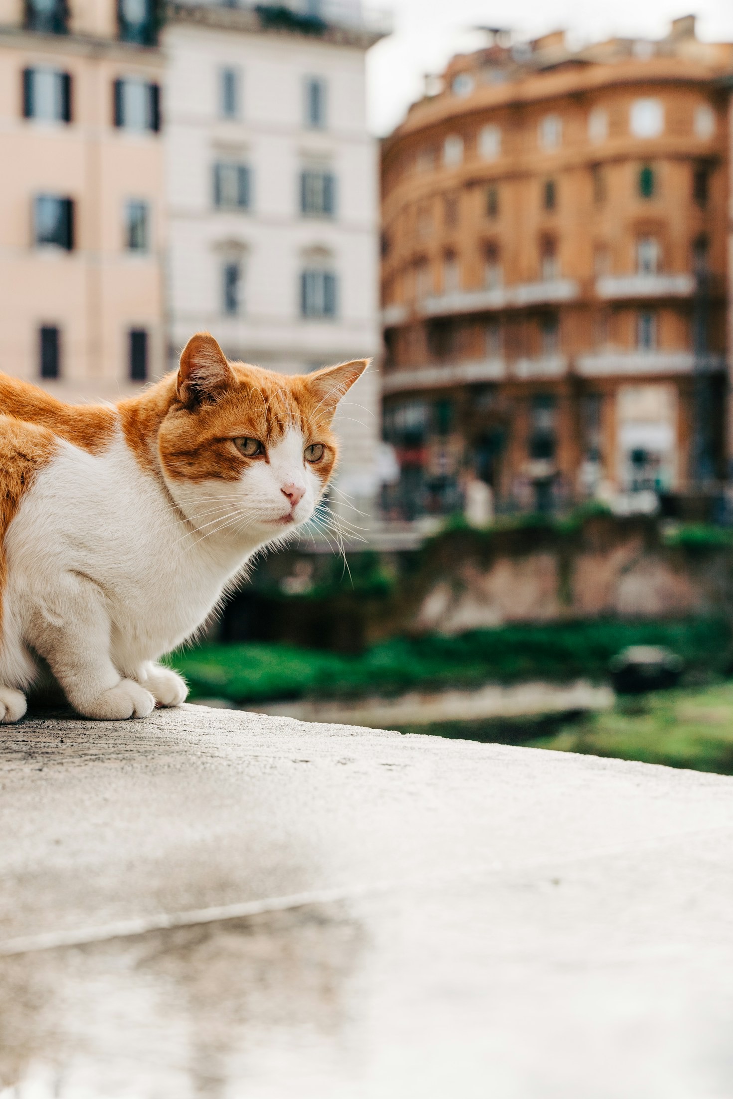 An Insight into The Velvet Paw Sanctuary’s Vision