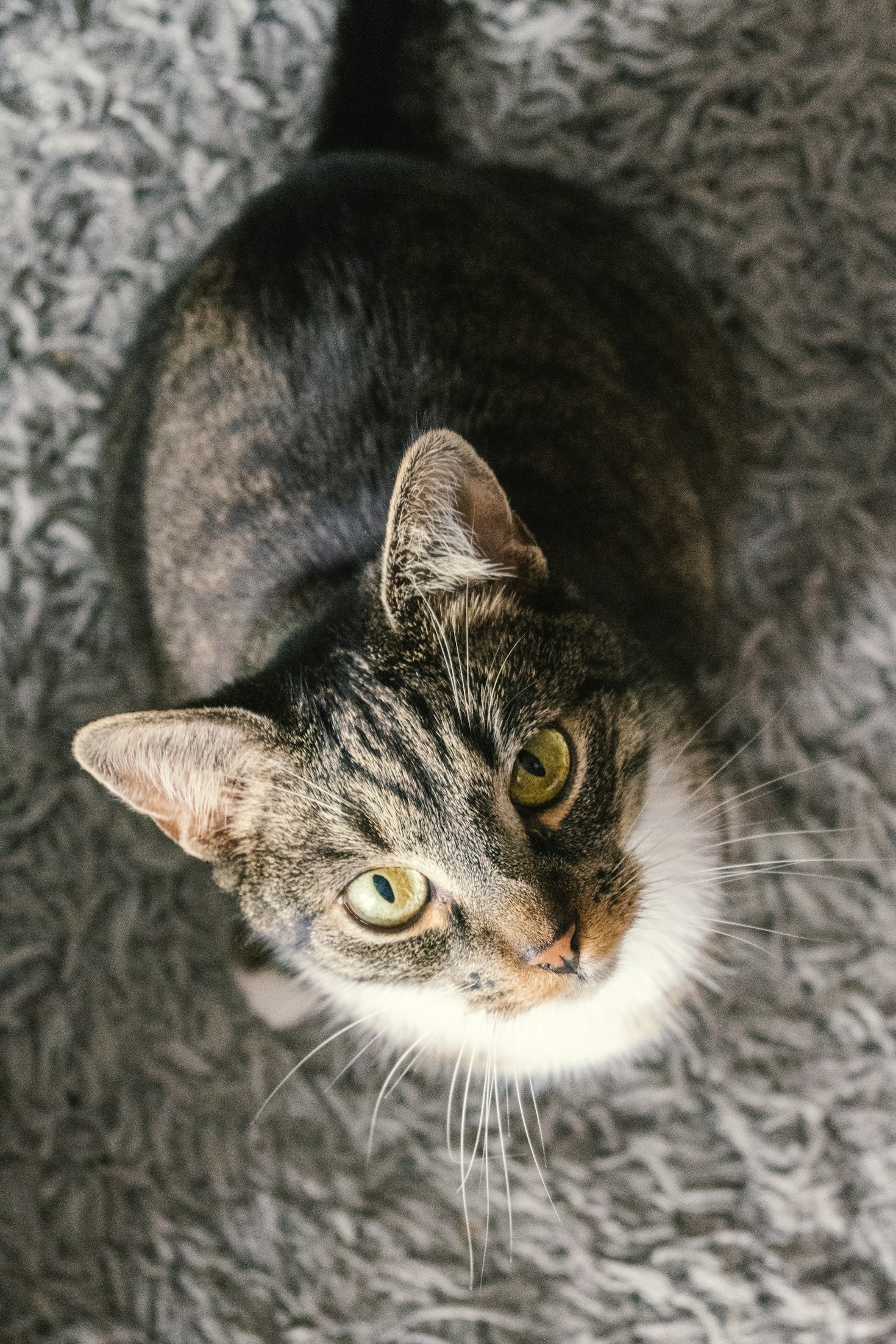 Creating a Tranquil Home for Anxious Felines