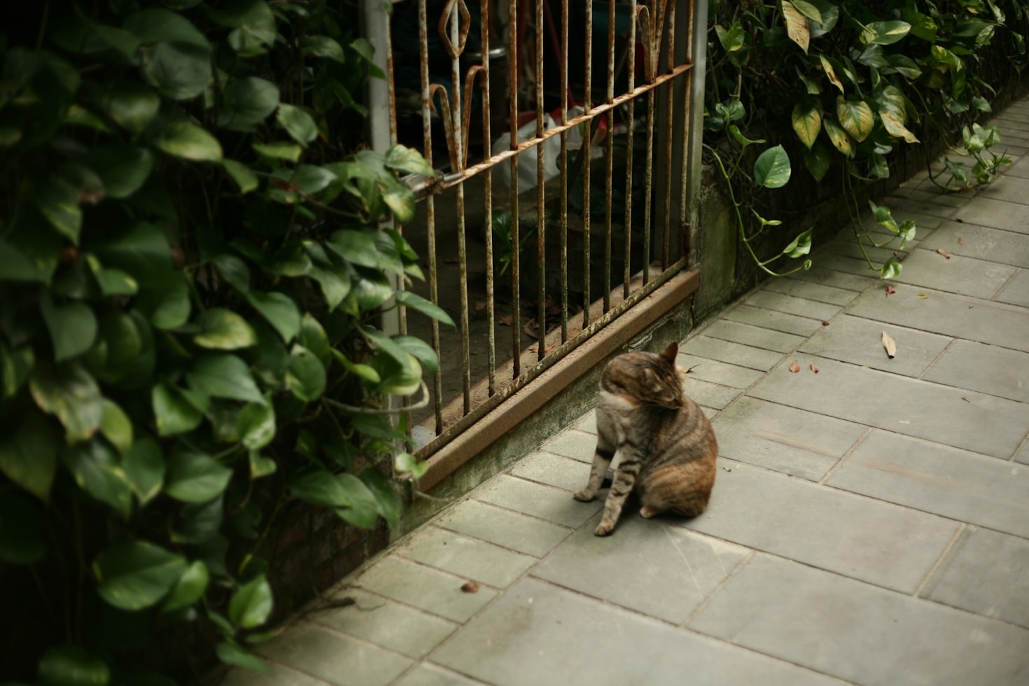 Ways to Support Cats in Need Through Community Action