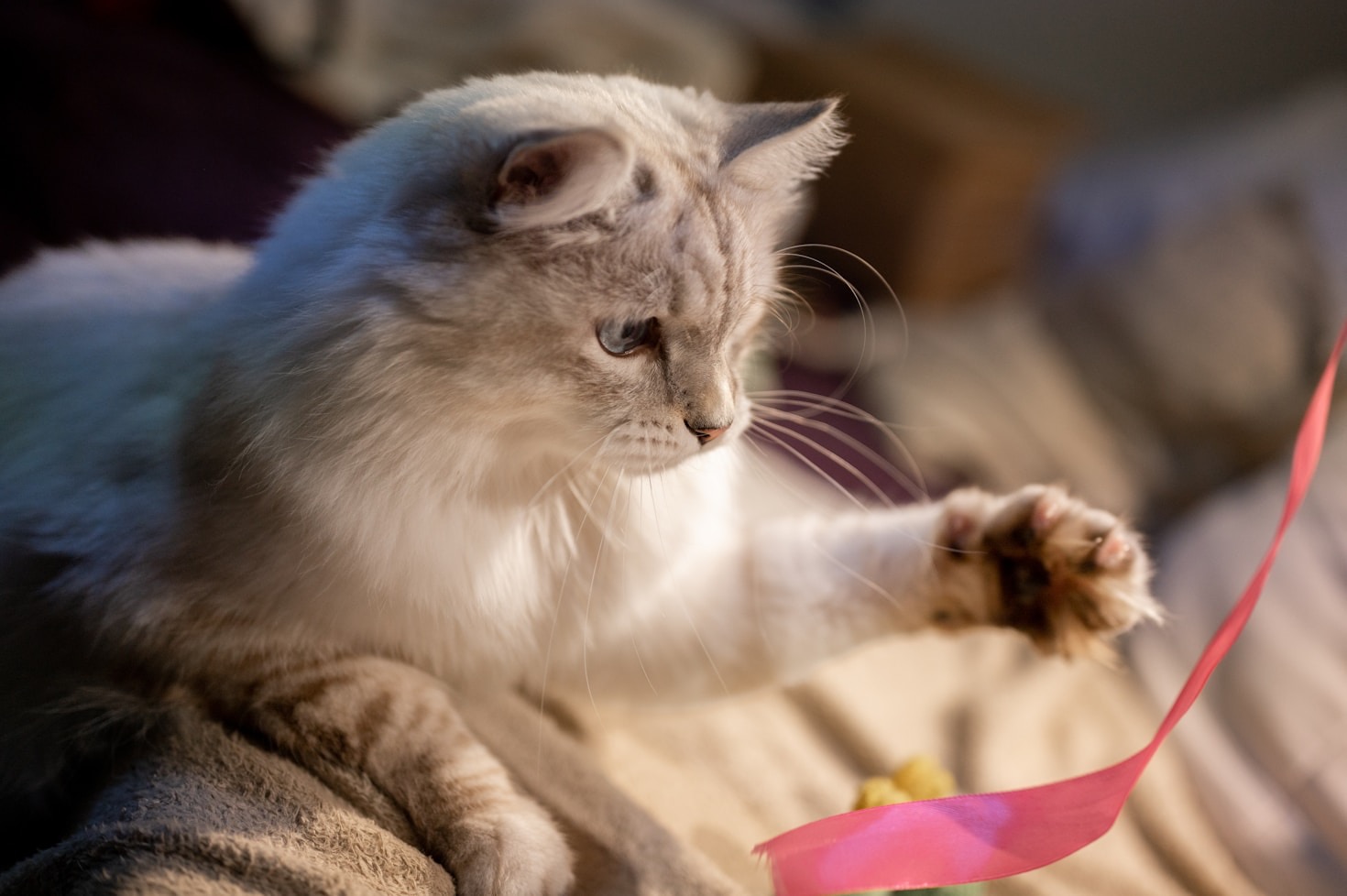 The Importance of Providing Haven for Elderly Cats