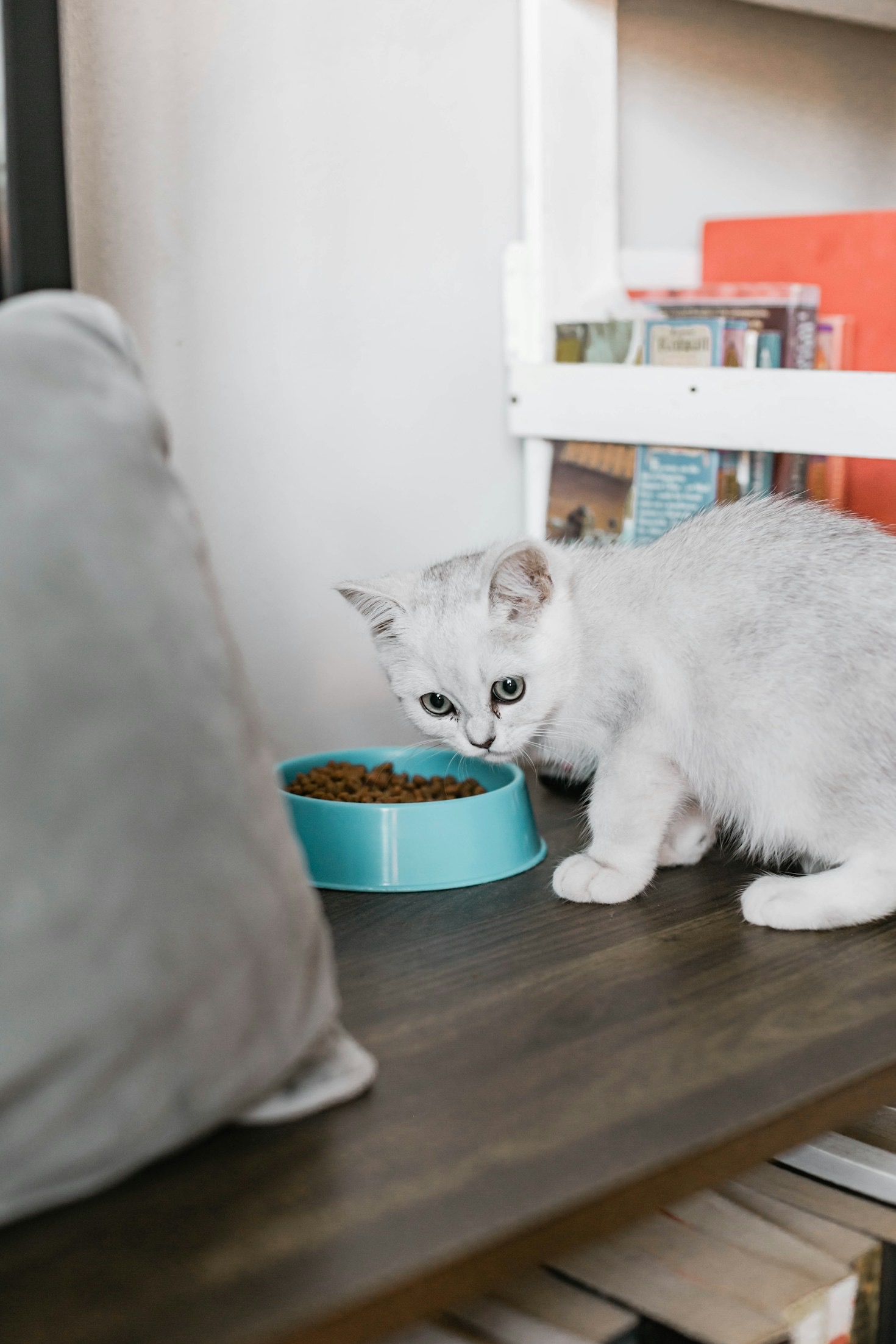 How Colony-Style Living Benefits Special-Needs Cats