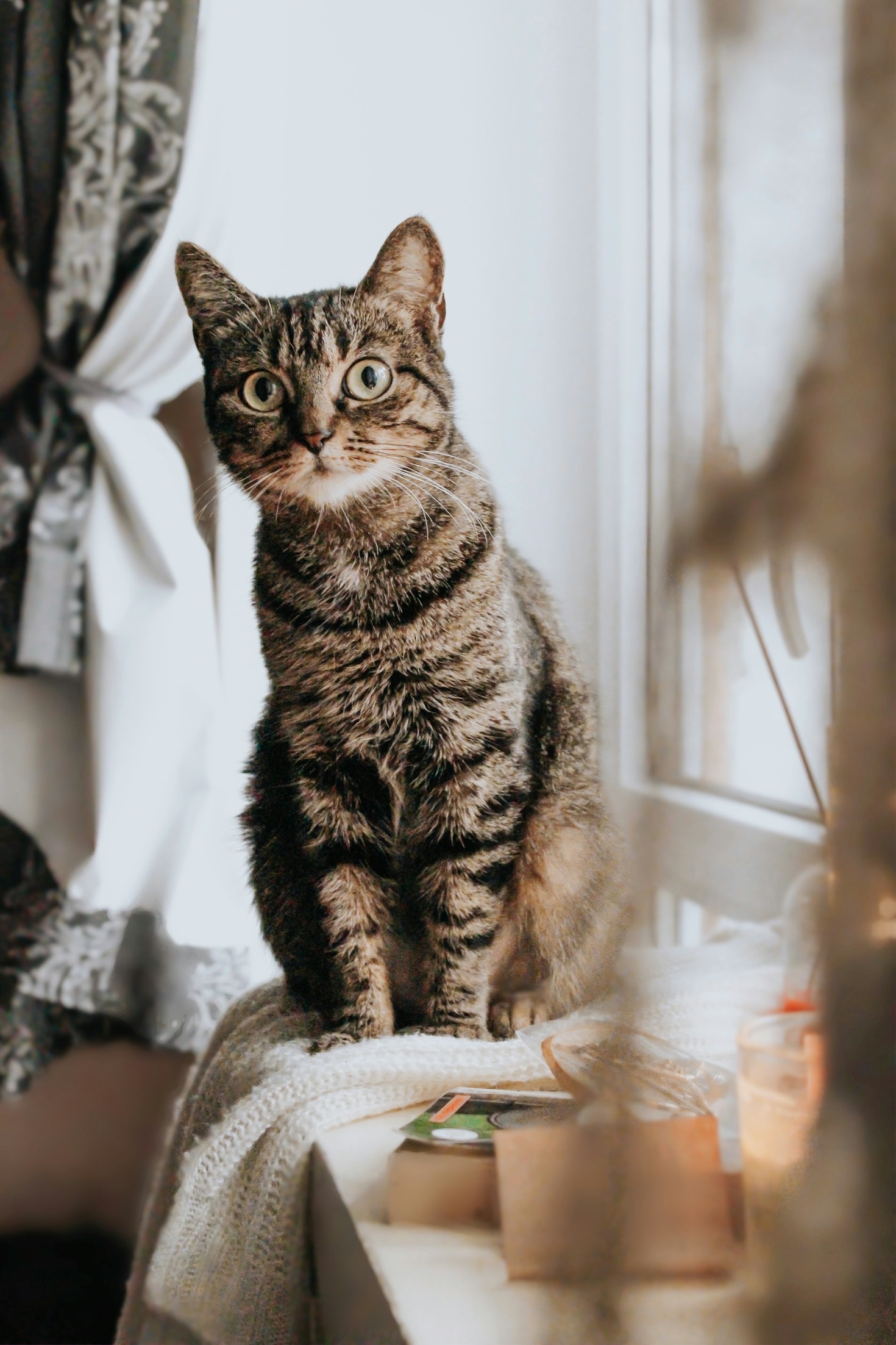 Building Community Around Compassionate Cat Care
