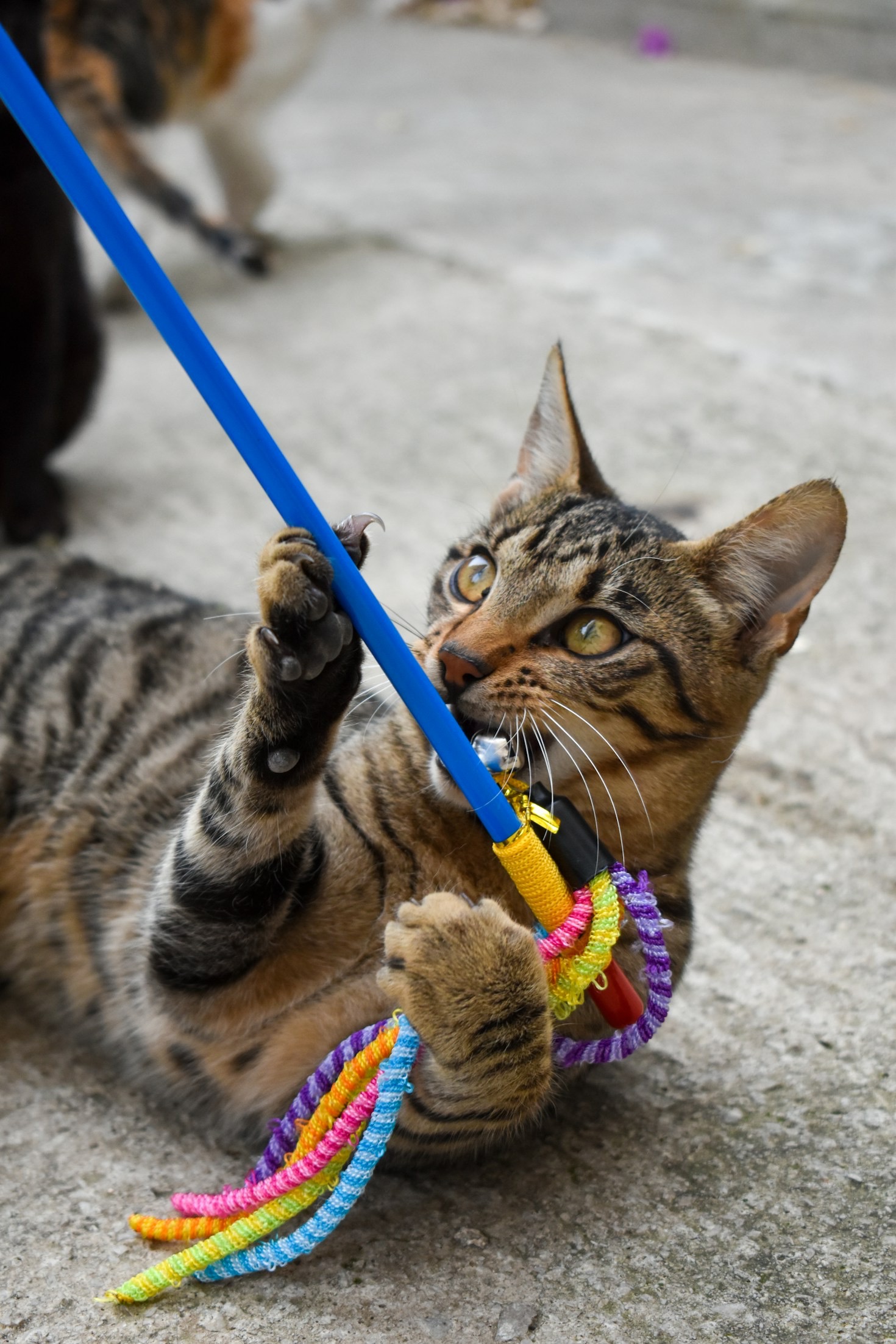 The Velvet Paw Sanctuary’s Mission and Vision