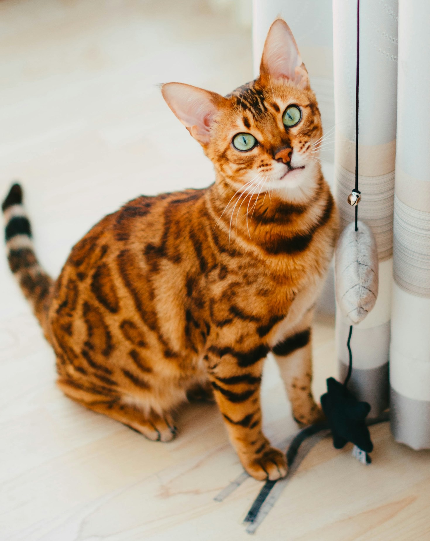 Supporting Overlooked Cats Through Enrichment Programs